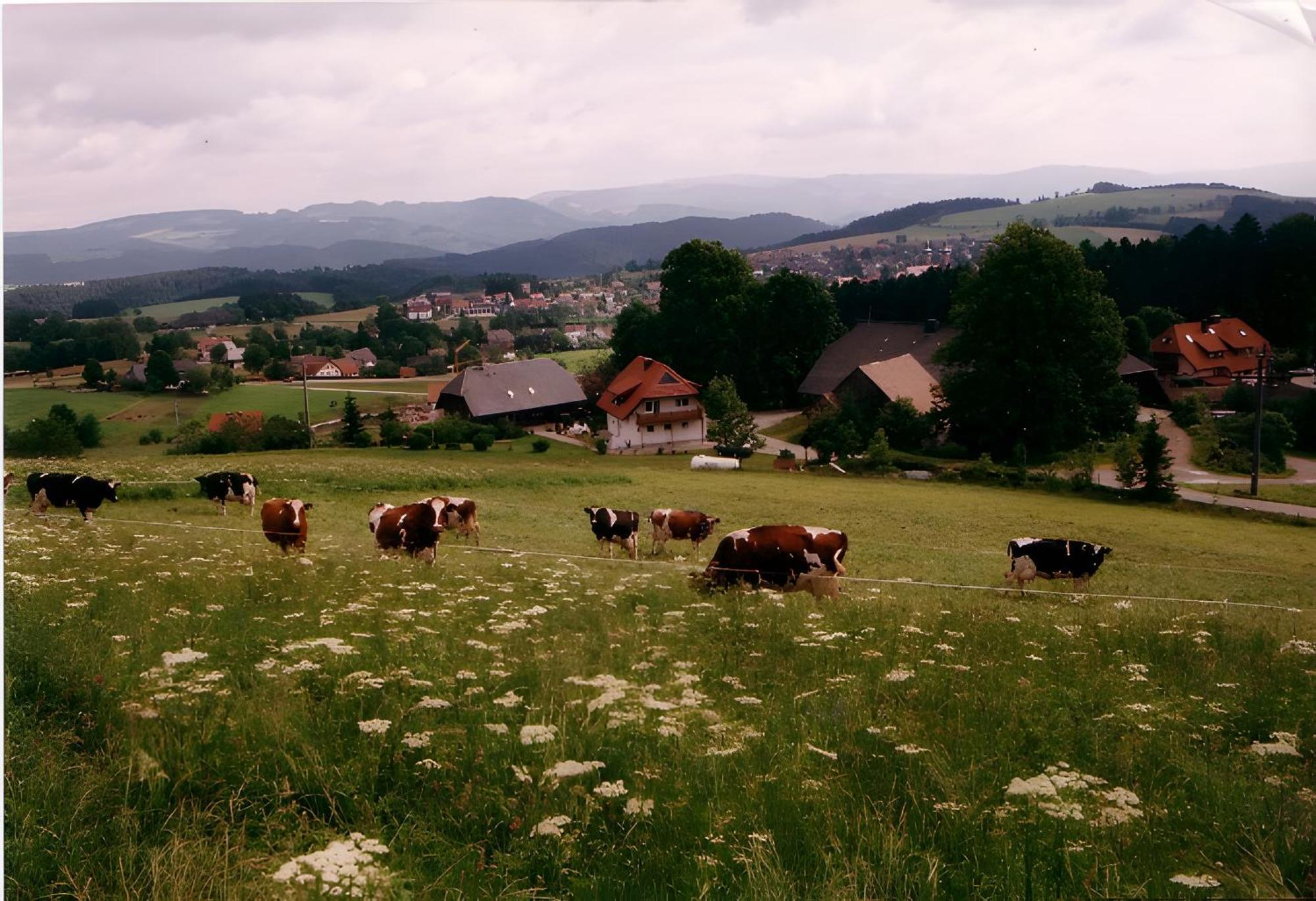 شقة Ferien Auf Dem Steingrubenhof سانكت بيتر المظهر الخارجي الصورة